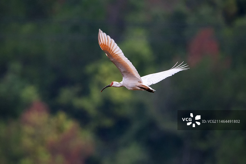 秦岭中飞翔的朱鹮图片素材