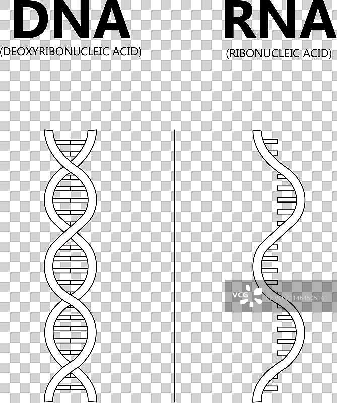 DNA与RNA教育遗传概念图片素材