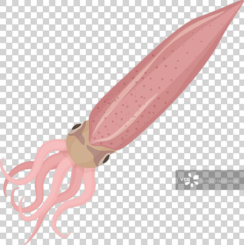 新鲜海鲜鱿鱼图片素材