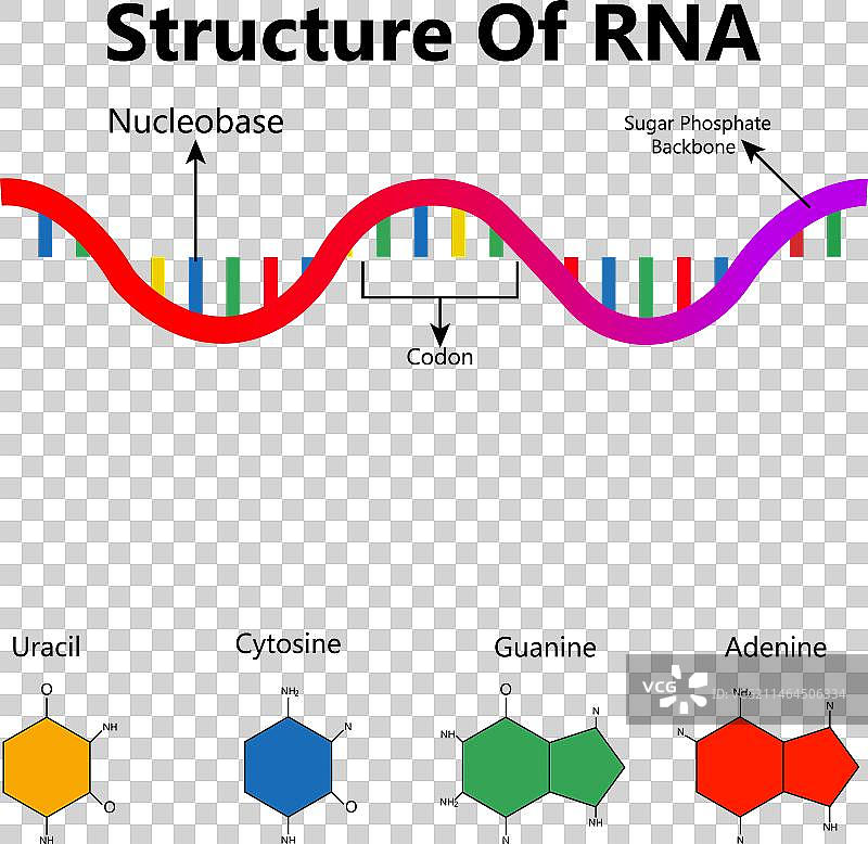 核糖核酸结构式图片素材
