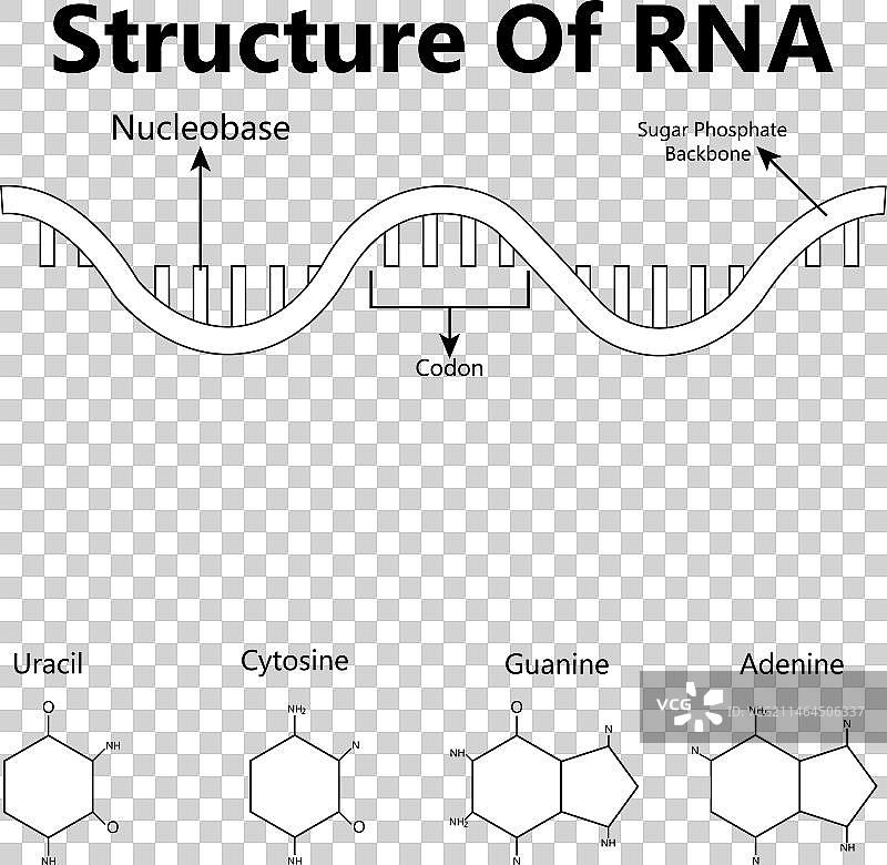 核糖核酸结构式图片素材
