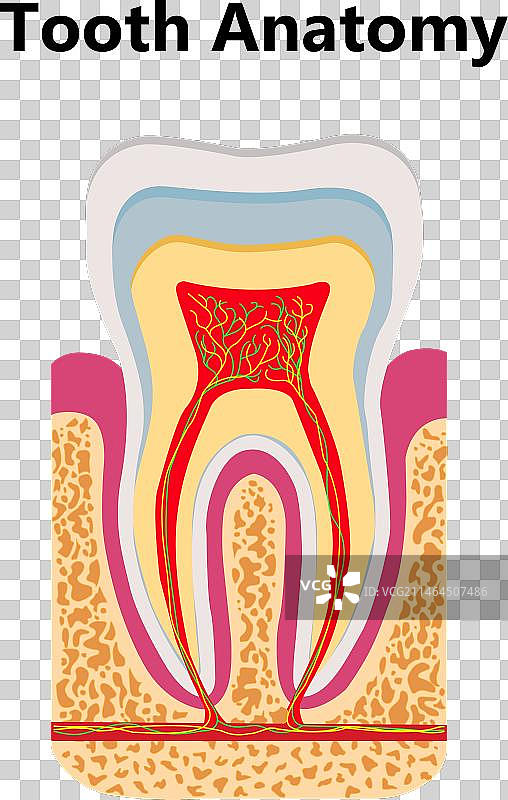 逼真的人类牙齿信息图图片素材