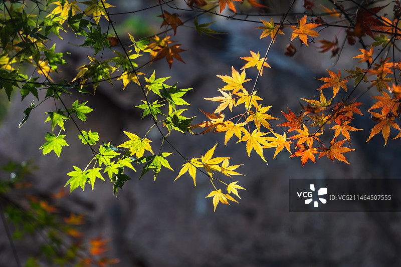 青岛崂山北九水枫树图片素材