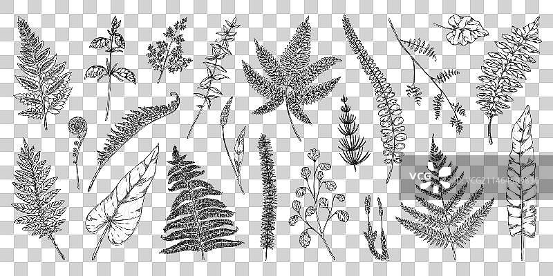 蕨类叶森林树叶单色草图图片素材