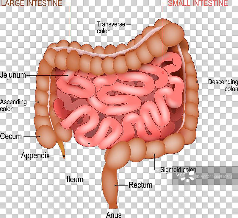 小肠和大肠解剖结构图片素材