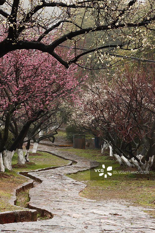 春雨润梅林图片素材