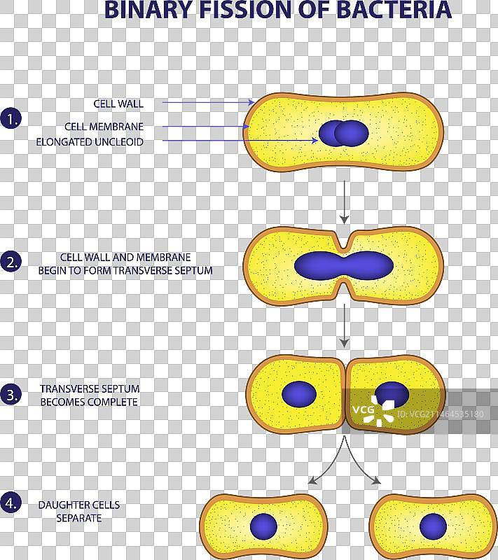 细菌的二元裂变过程图片素材
