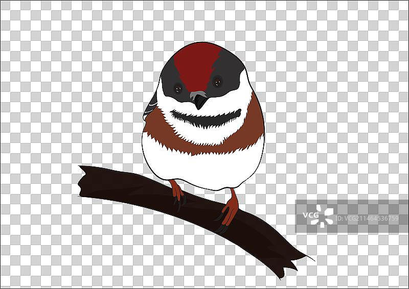 麻雀鸟设计图片素材