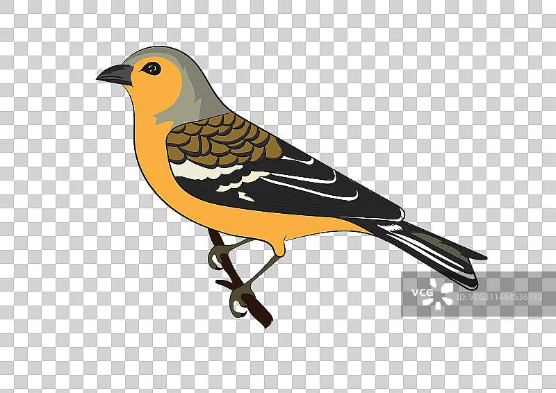 麻雀鸟设计图片素材