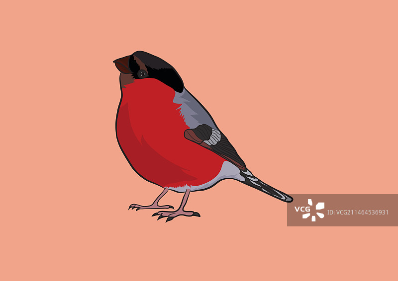 红腹灰雀鸟类设计图片素材