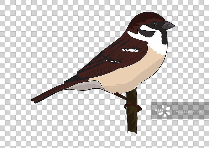 麻雀鸟设计图片素材