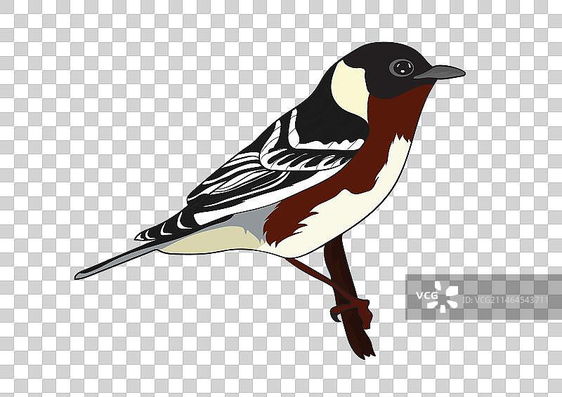 麻雀鸟设计图片素材