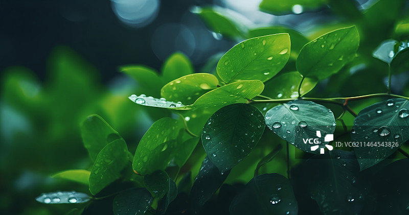 雨露绿叶图片素材