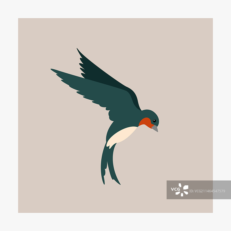 飞燕照片图片素材