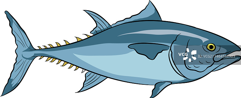蓝鳍金枪鱼照片图片素材