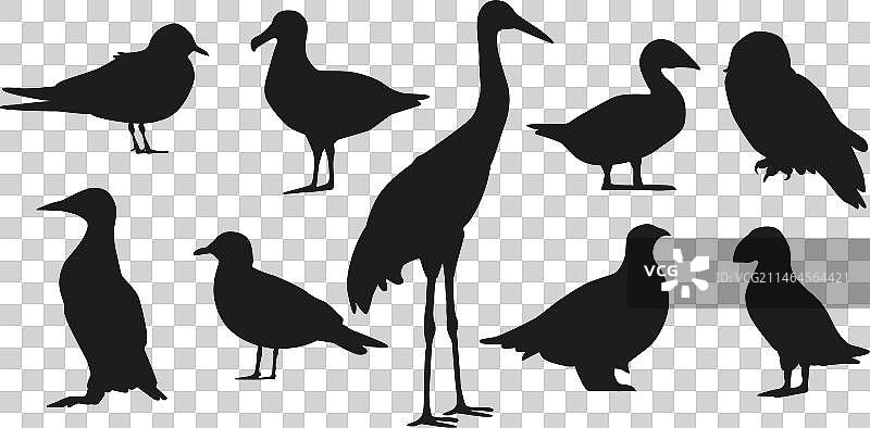 北极鸟类海鹦的黑色轮廓图片素材