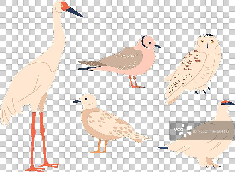 北极鸟类包括标志性雪鸮海鸥图片素材