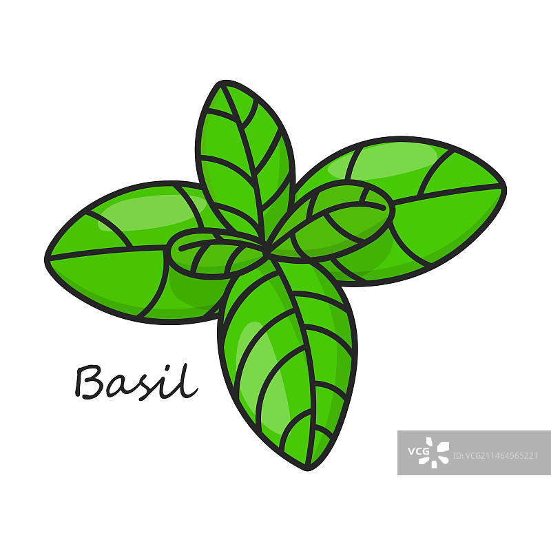 白色背景的罗勒图标图片素材