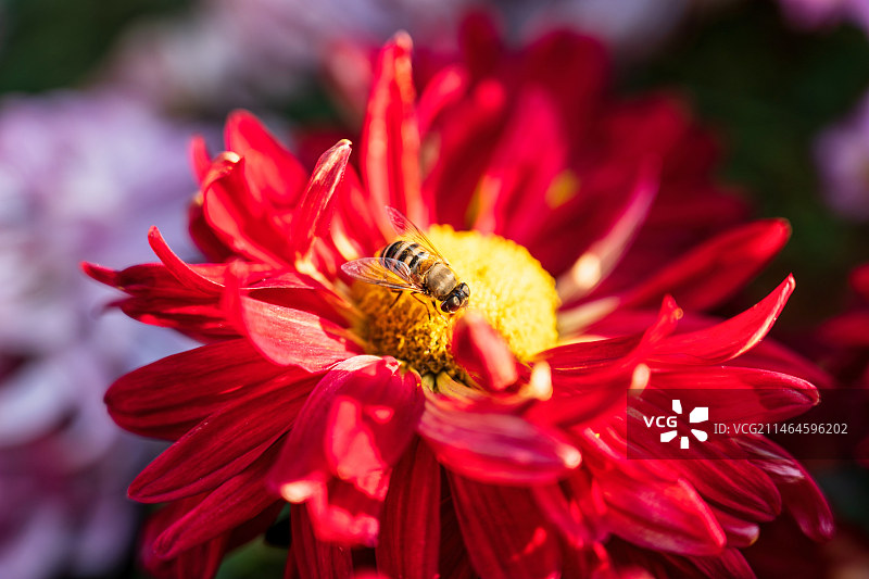 武汉菊花展东湖展区图片素材