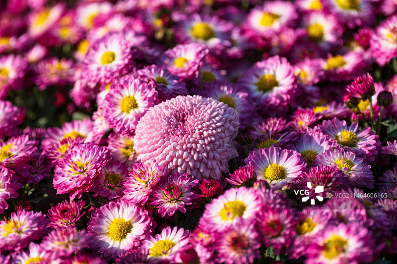 武汉菊花展东湖展区图片素材