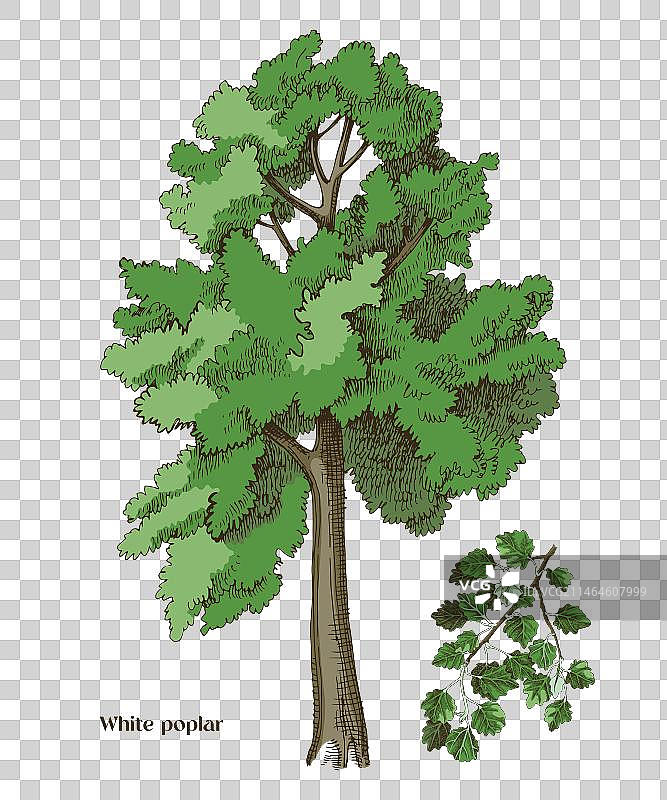 白杨树和杨树枝图片素材