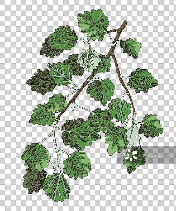 手绘白色白杨树枝图片素材