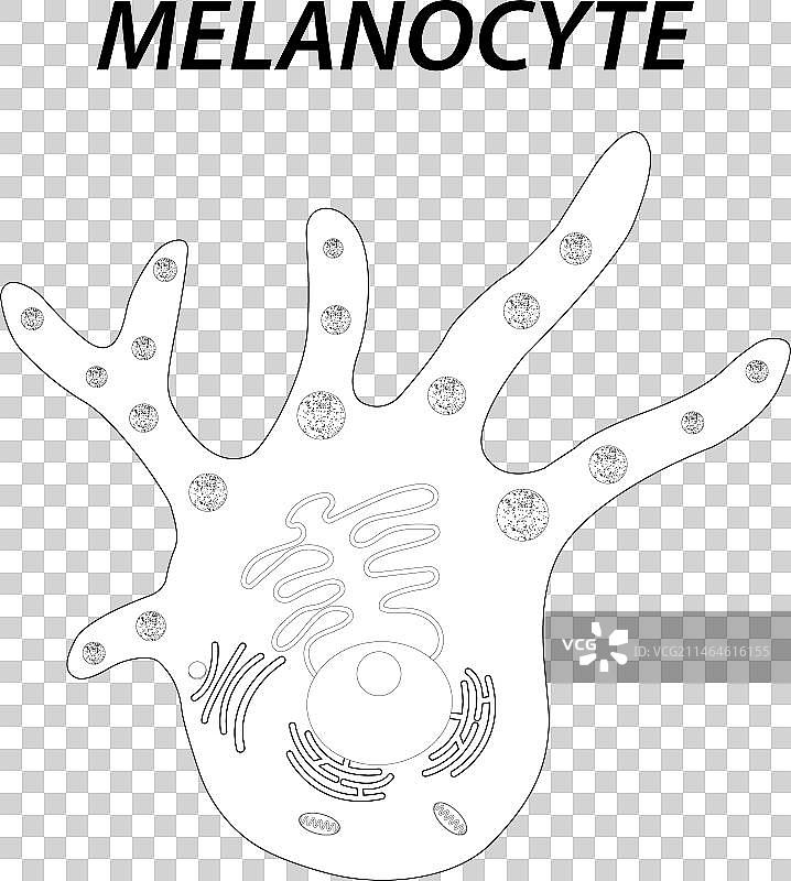 黑色素细胞结构和解剖黑色素生成图片素材