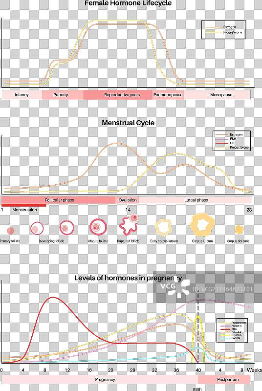 怀孕期间的激素图片素材