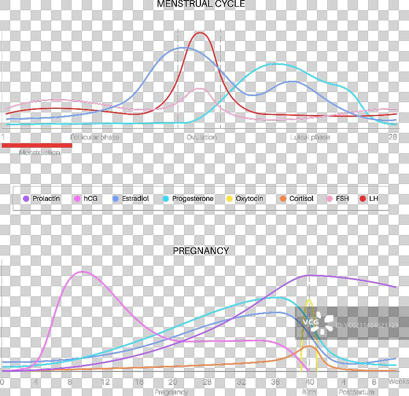 怀孕期间的激素图片素材