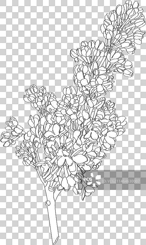 丁香花黑白绘画图片素材