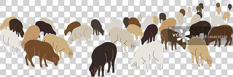 不同颜色的农场羊群图片素材