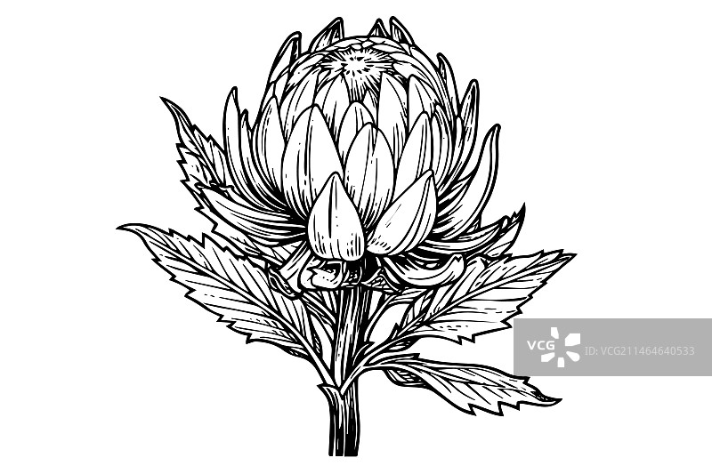 优雅帝王花手绘墨水草图图片素材