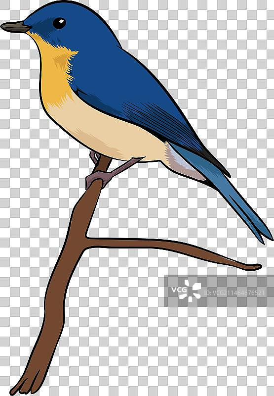 东部蓝知更鸟照片图片素材