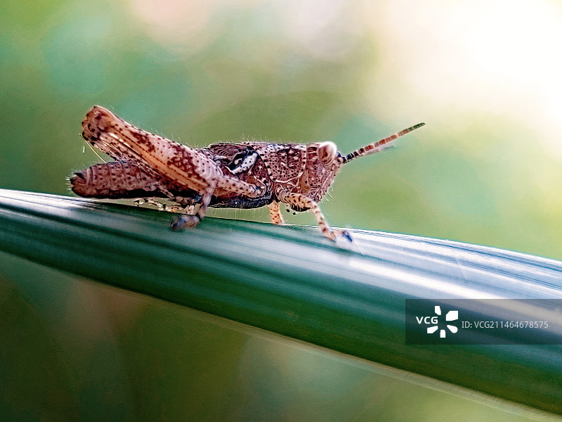 蚱蜢图片素材