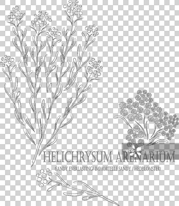 轮廓分明的蜡菊图片素材