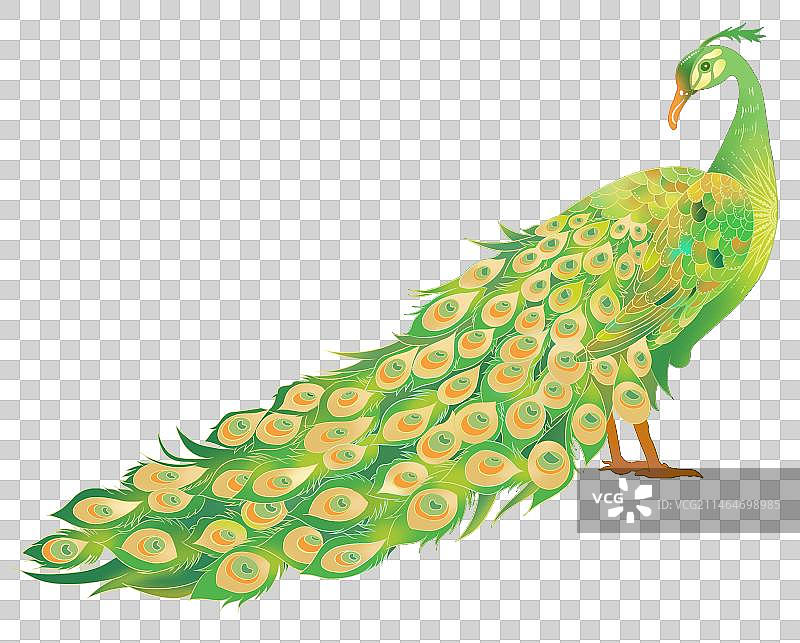 绿孔雀插画图片素材