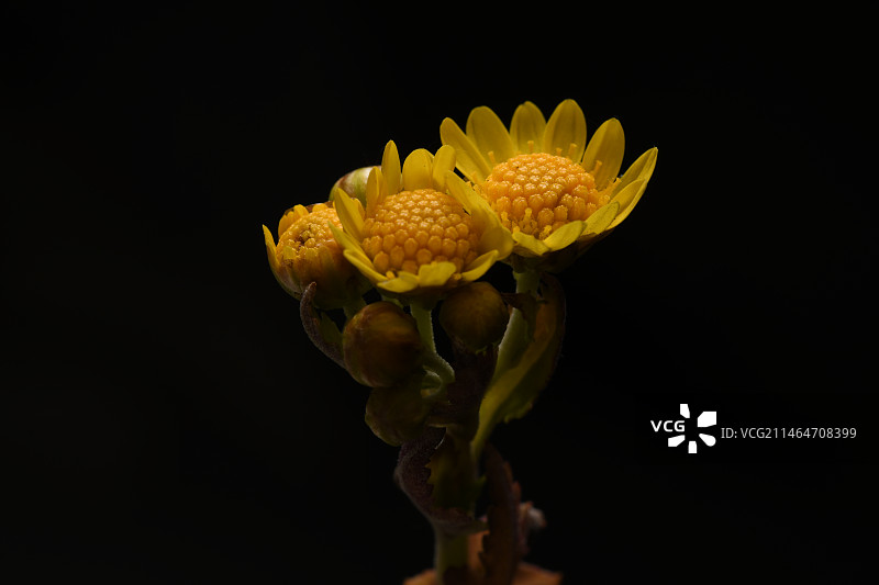 野菊花图片素材