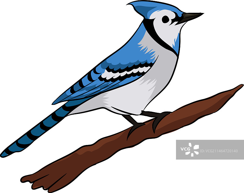 蓝鸟图片图片素材