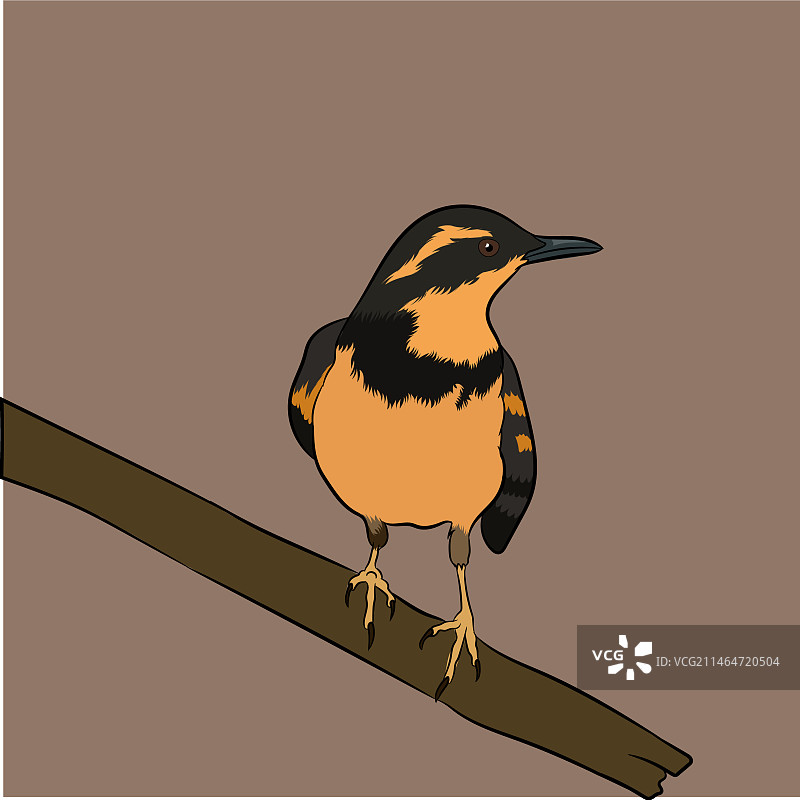 瓦里德鸫鸟图片图片素材