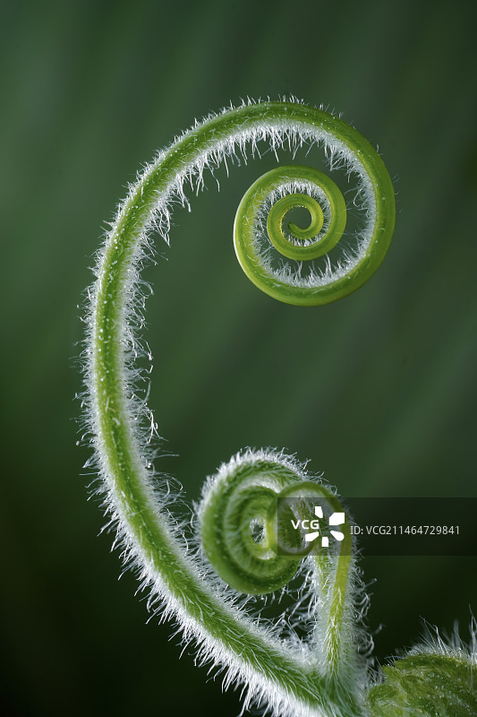 大自然的音符图片素材