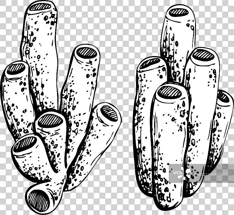 管状海洋海绵孤立对象图片素材