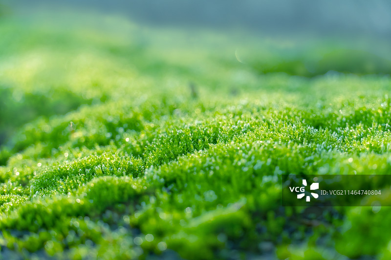 早晨的青苔图片素材