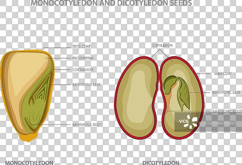 单子叶和双子叶植物种子图片素材
