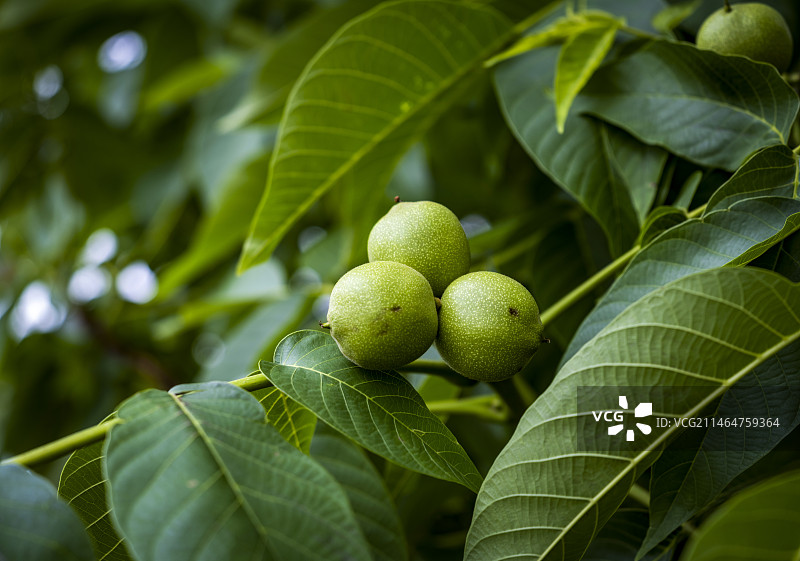 核桃树图片素材