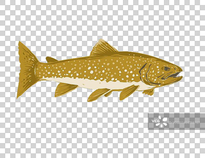 湖鳟鱼图片素材