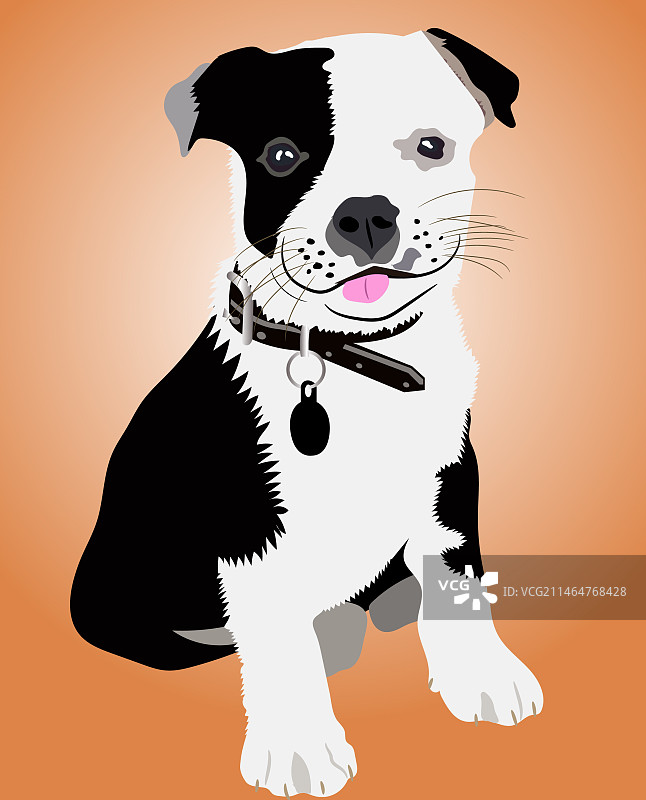 美国比特斗牛犬图片图片素材