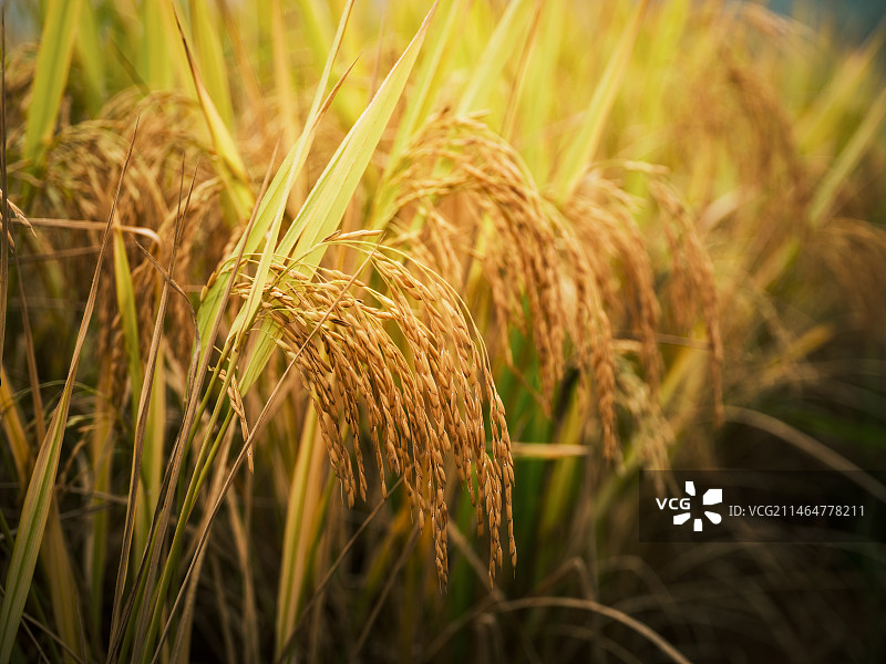 水稻特写图片素材