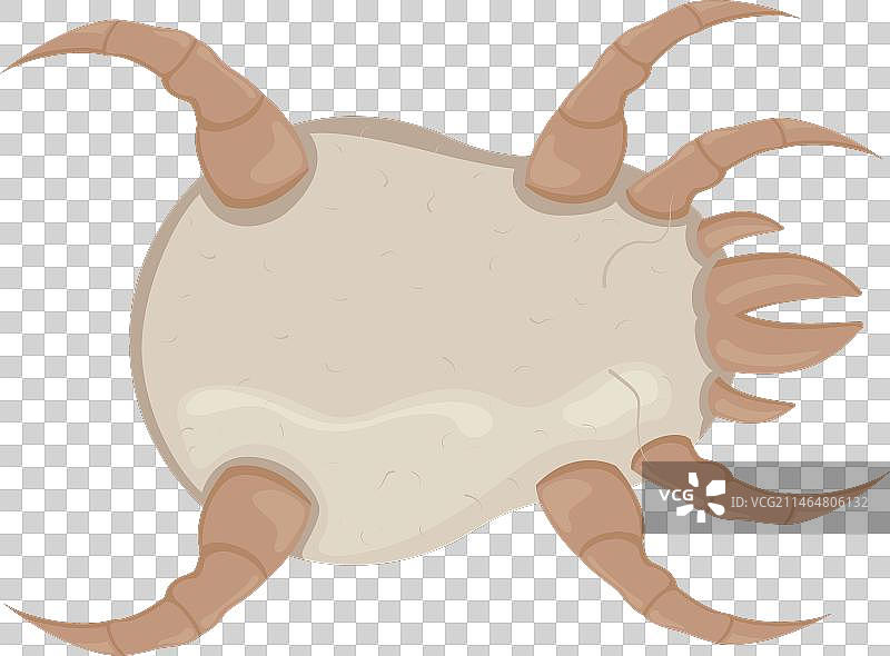 白色尘螨显微图像图片素材