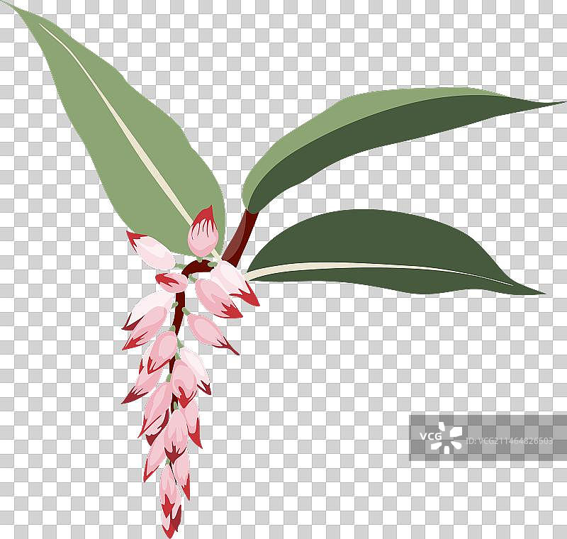 粉色艳山姜异国情调植物图片素材