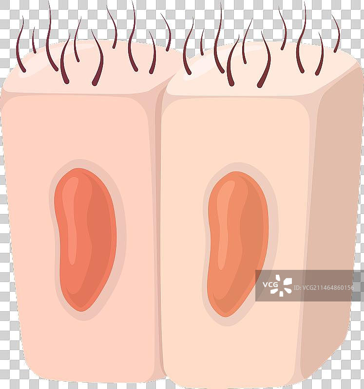 上皮细胞图片素材